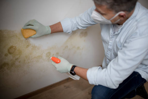 Mold Removal Process in Mesa Del Caballo, AZ