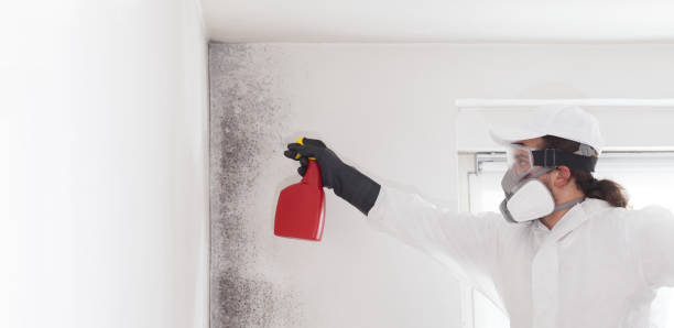 Best Commercial Mold Removal  in Mesa Del Caballo, AZ