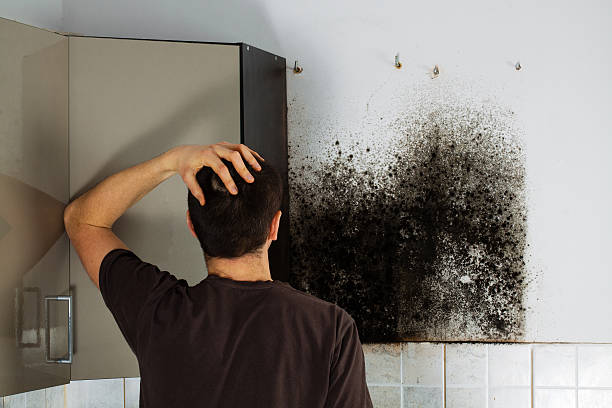 Attic Mold Removal in Mesa Del Caballo, AZ