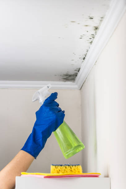 Best Residential Mold Removal  in Mesa Del Caballo, AZ